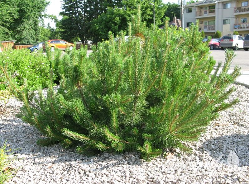 Pinus mugo var. mughu